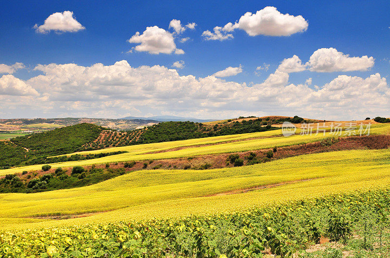 西班牙Arcos de la Frontera附近典型的向日葵景观。